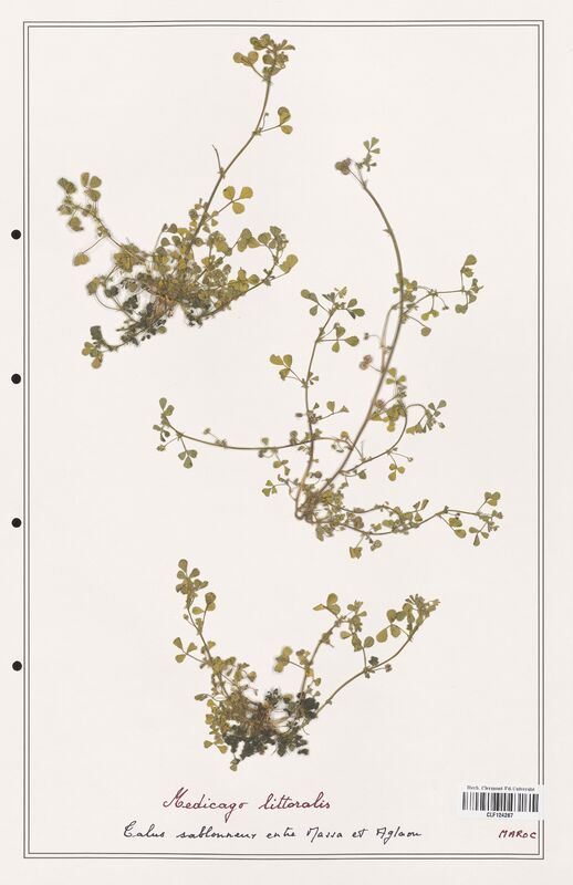 Medicago littoralis  (Fabaceae)