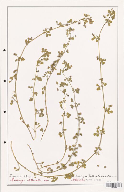 Medicago littoralis  (Fabaceae)