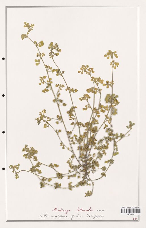 Medicago littoralis  (Fabaceae)