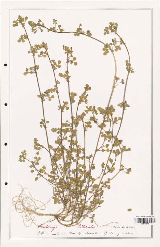 Medicago littoralis  (Fabaceae)