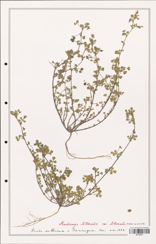 Medicago littoralis  (Fabaceae)