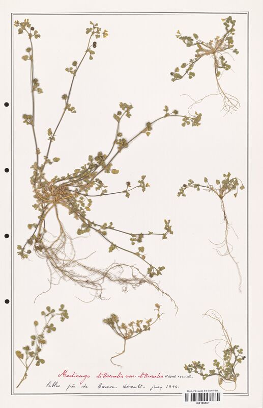 Medicago littoralis  (Fabaceae)