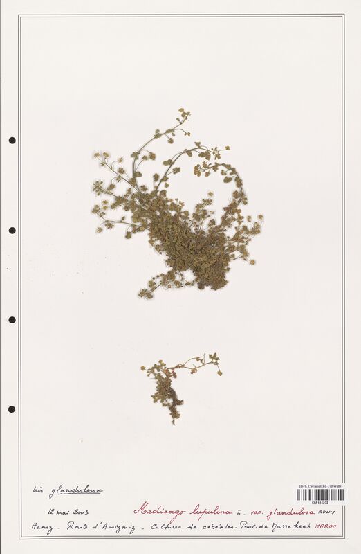 Medicago lupulina  (Fabaceae)