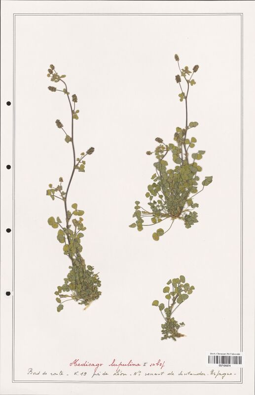 Medicago lupulina  (Fabaceae)