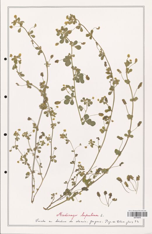 Medicago lupulina  (Fabaceae)