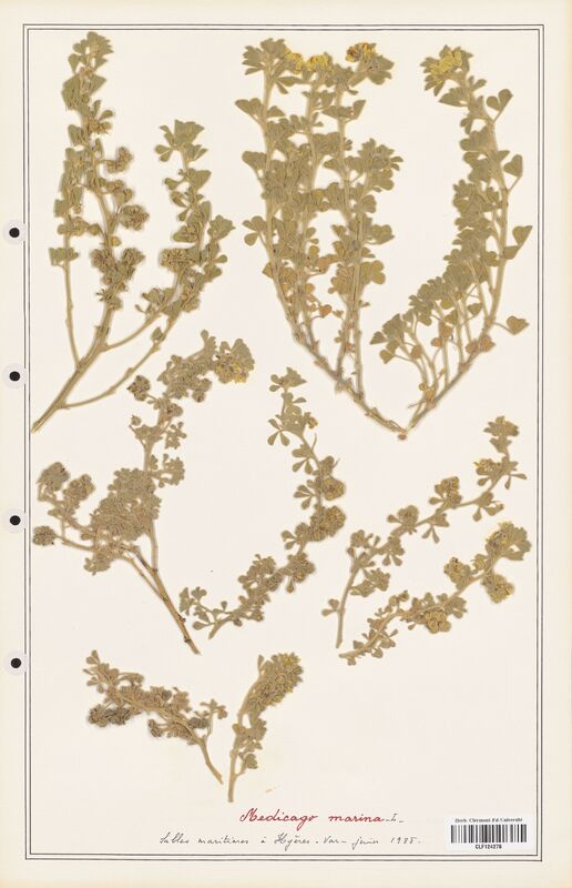 Medicago marina  (Fabaceae)