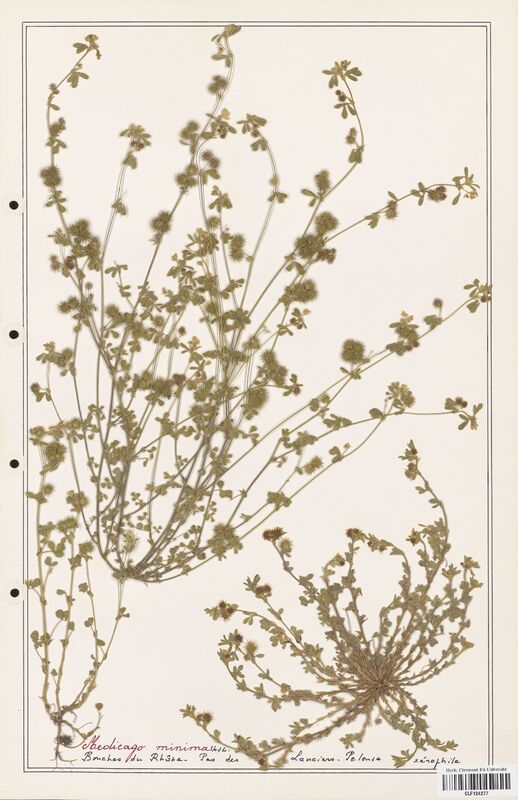 Medicago minima  (Fabaceae)