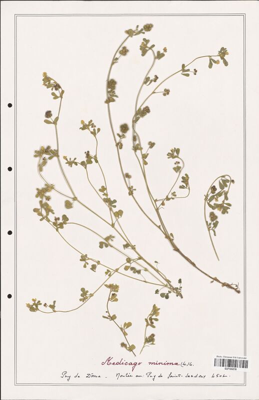 Medicago minima  (Fabaceae)