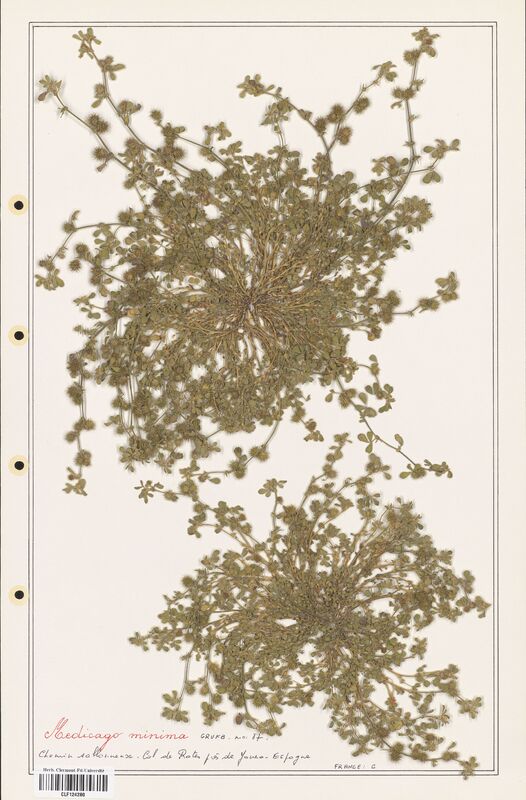 Medicago minima  (Fabaceae)