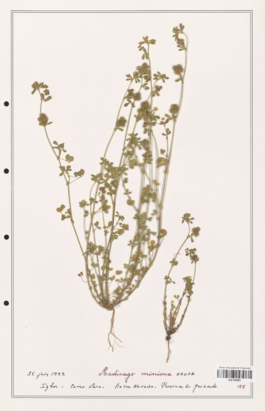 Medicago minima  (Fabaceae)