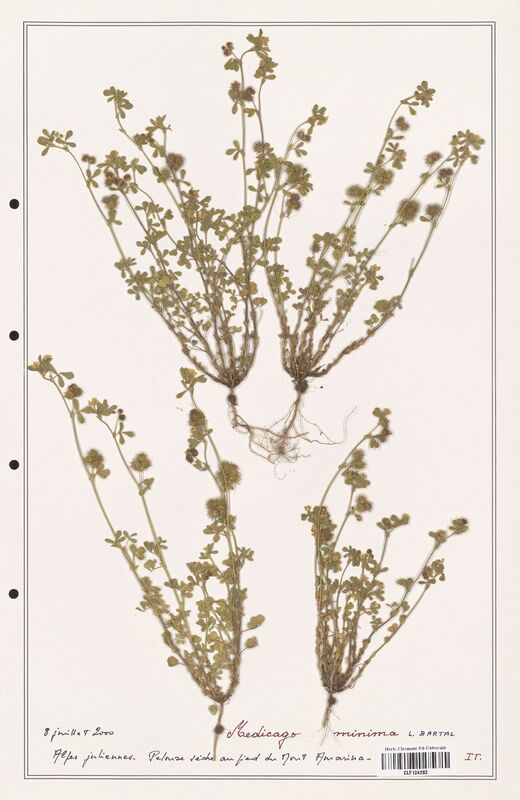 Medicago minima  (Fabaceae)