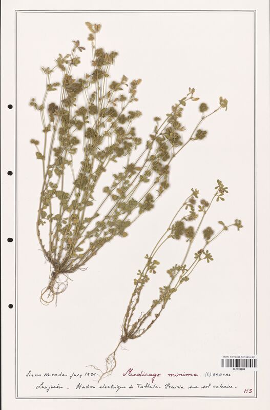 Medicago minima  (Fabaceae)