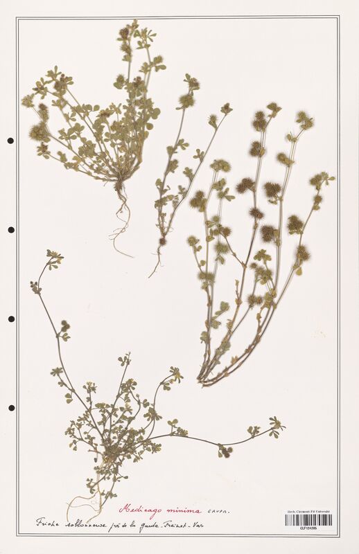 Medicago minima  (Fabaceae)