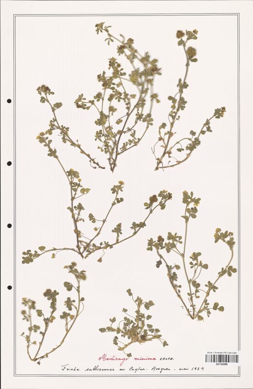 Medicago minima  (Fabaceae)