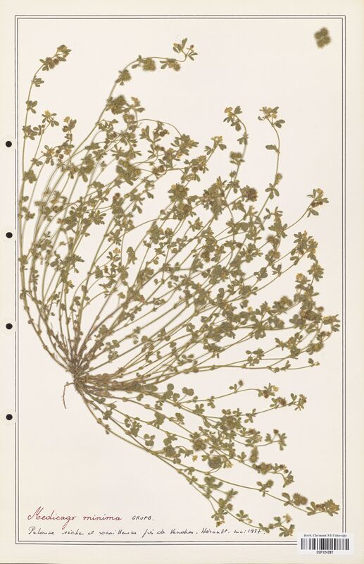 Medicago minima  (Fabaceae)