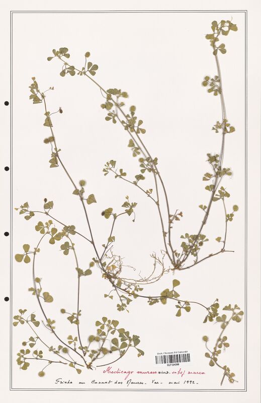 Medicago murex  (Fabaceae)