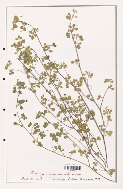 Medicago murex  (Fabaceae)