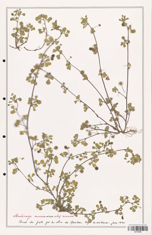 Medicago murex  (Fabaceae)