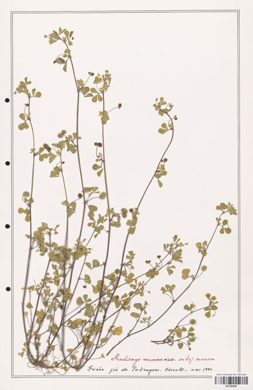 Medicago murex  (Fabaceae)