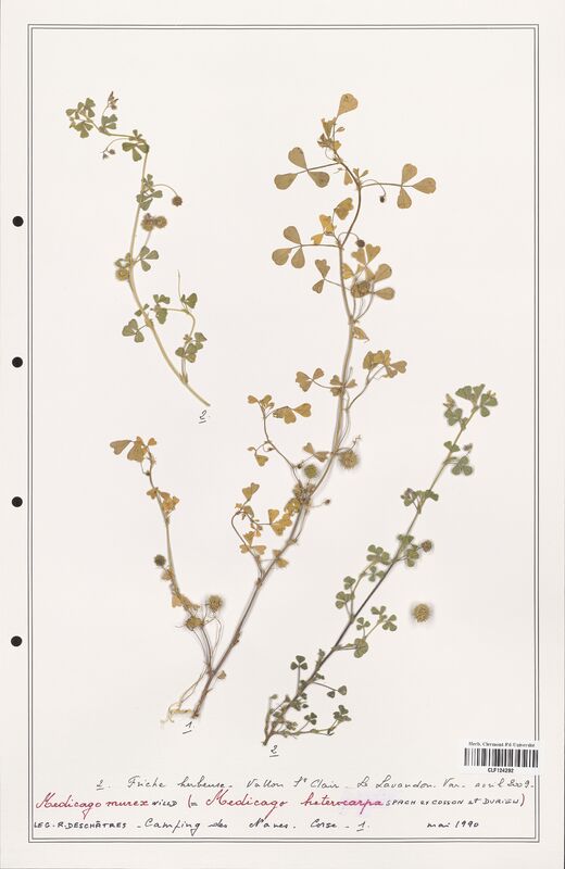 Medicago murex  (Fabaceae)