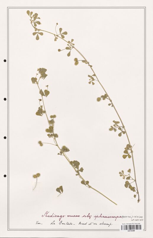 Medicago murex  (Fabaceae)