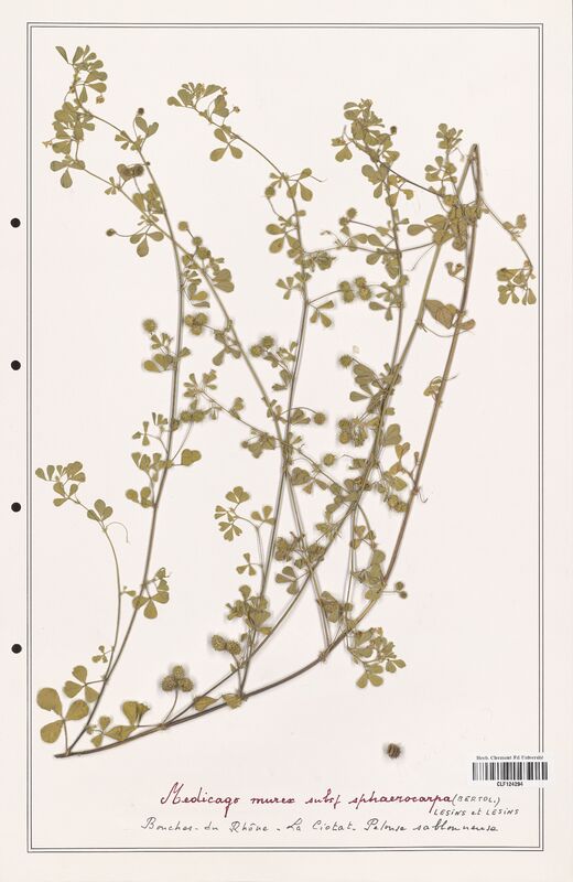 Medicago murex  (Fabaceae)