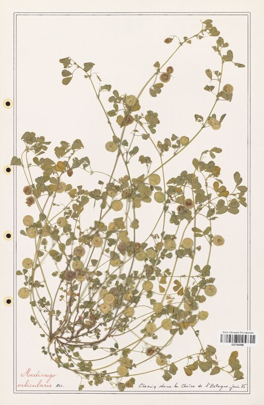 Medicago orbicularis  (Fabaceae)