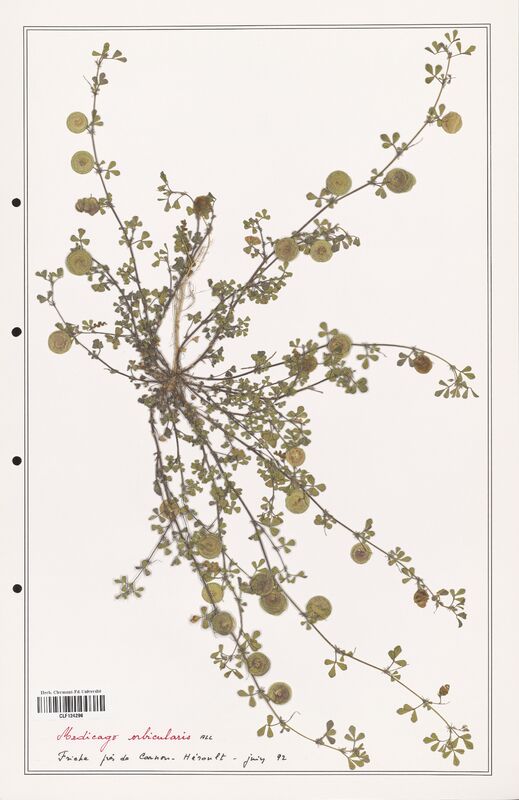 Medicago orbicularis  (Fabaceae)