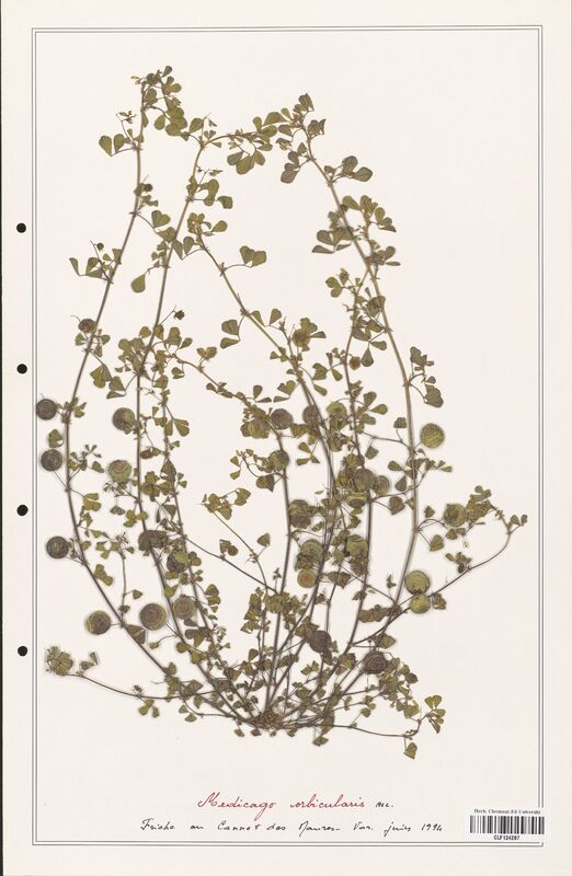 Medicago orbicularis  (Fabaceae)