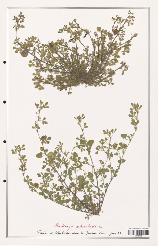 Medicago orbicularis  (Fabaceae)