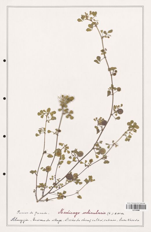 Medicago orbicularis  (Fabaceae)