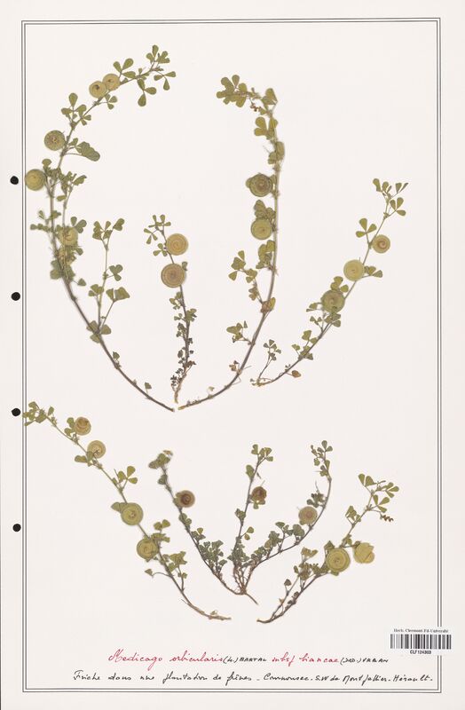 Medicago orbicularis  (Fabaceae)