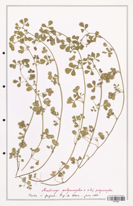 Medicago polymorpha  (Fabaceae)