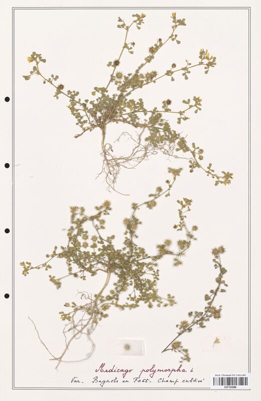 Medicago polymorpha  (Fabaceae)