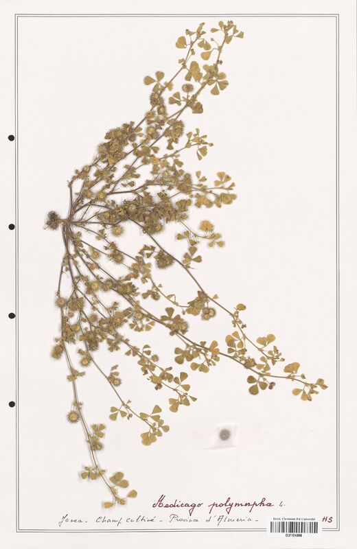 Medicago polymorpha  (Fabaceae)