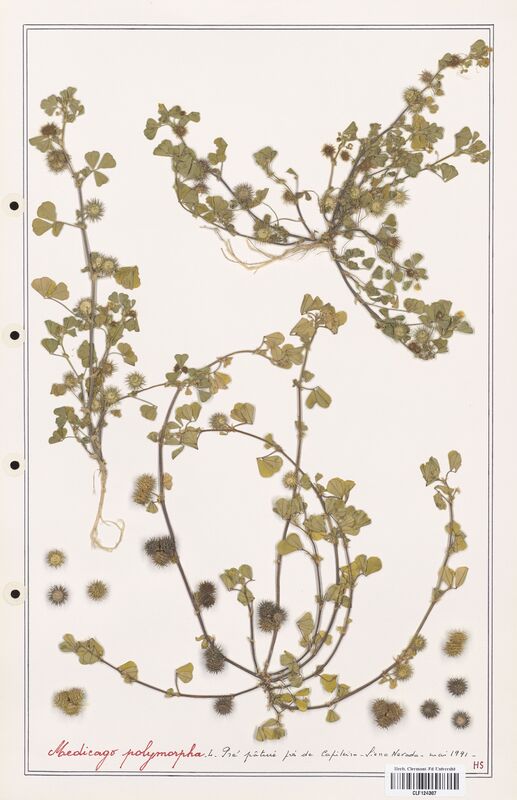 Medicago polymorpha  (Fabaceae)