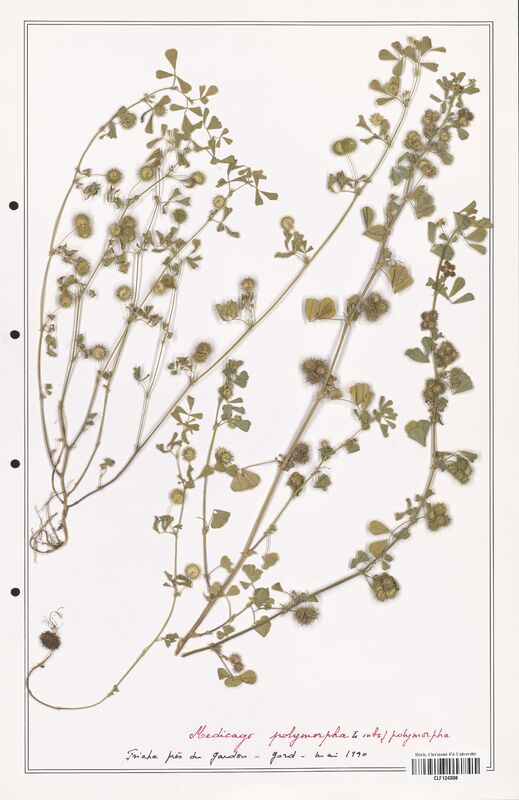 Medicago polymorpha  (Fabaceae)
