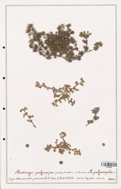Medicago polymorpha  (Fabaceae)