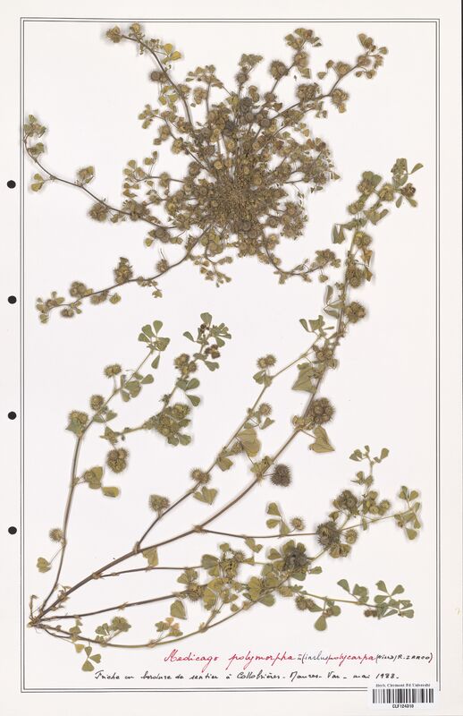 Medicago polymorpha  (Fabaceae)