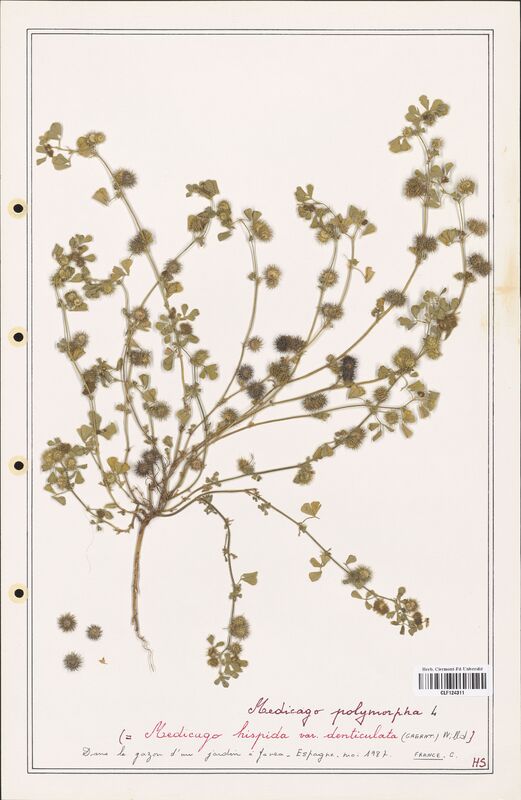 Medicago polymorpha  (Fabaceae)