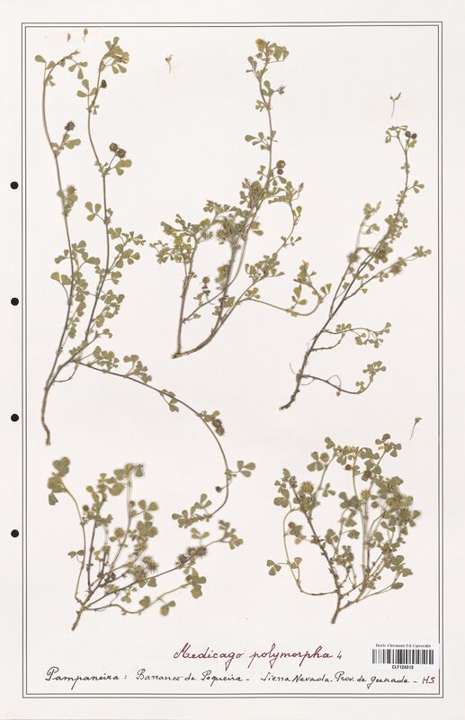 Medicago polymorpha  (Fabaceae)