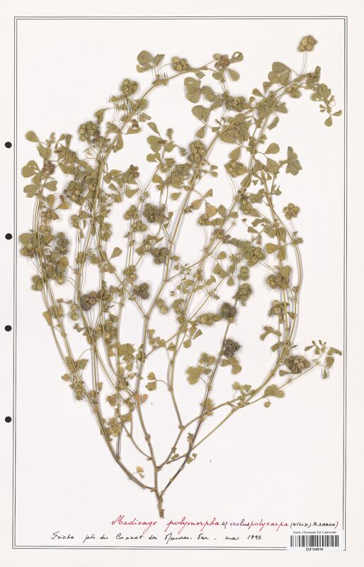 Medicago polymorpha  (Fabaceae)