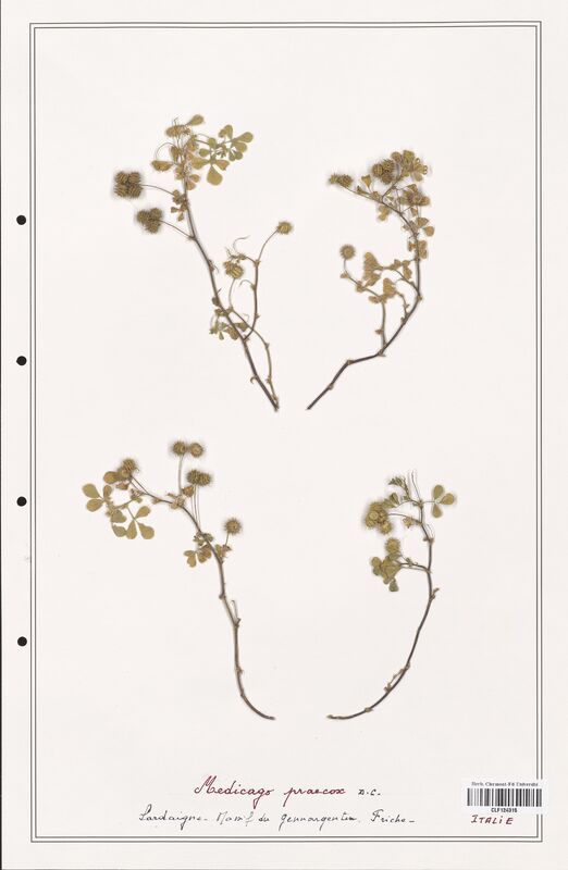 Medicago praecox  (Fabaceae)