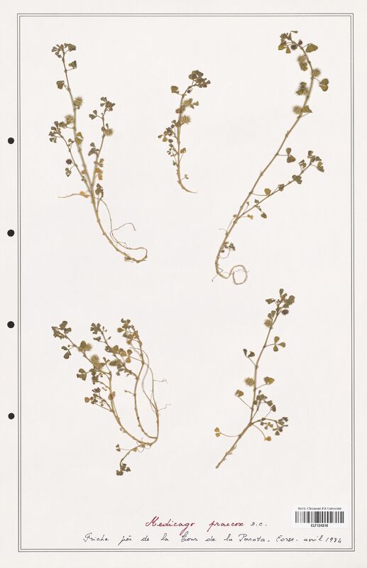 Medicago praecox  (Fabaceae)