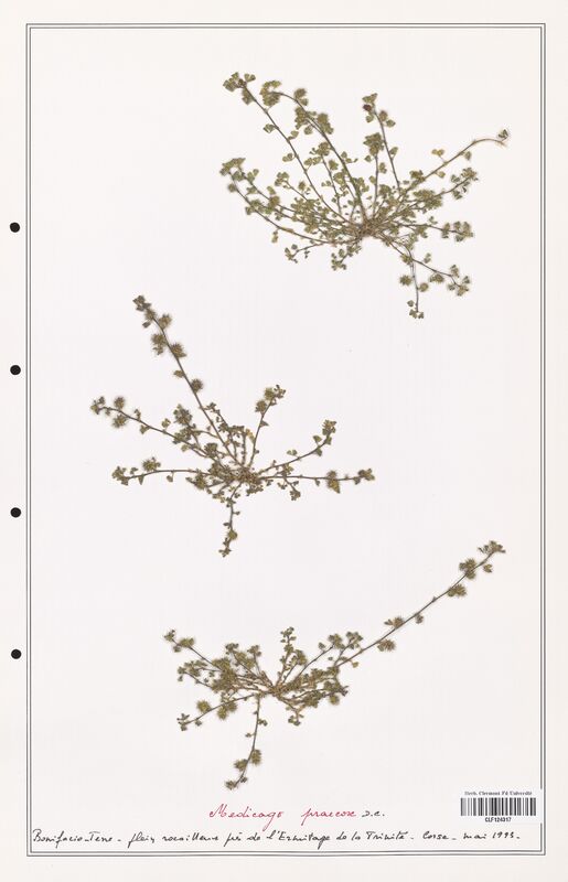 Medicago praecox  (Fabaceae)