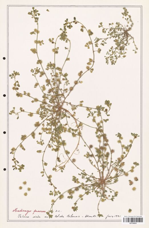 Medicago praecox  (Fabaceae)