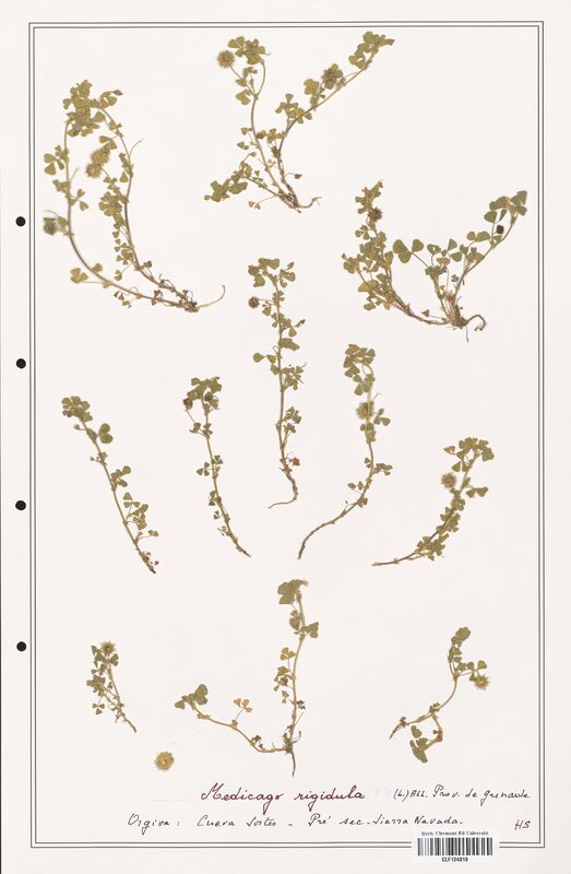 Medicago rigidula  (Fabaceae)