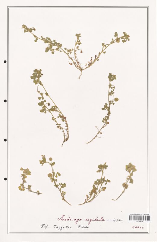 Medicago rigidula  (Fabaceae)