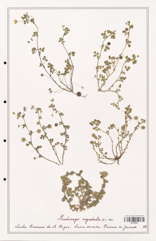 Medicago rigidula  (Fabaceae)