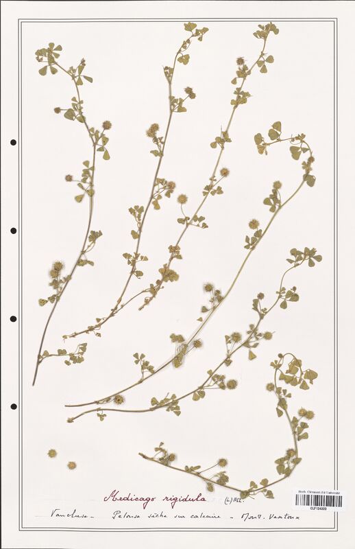 Medicago rigidula  (Fabaceae)